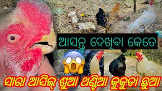 🫣🫣🐓ଆସନ୍ତୁ ଦେଖିବା କେତେ  🐓ସାରା ଆସିଲ୍ ଶୁଆ ଥଣ୍ଟିଆ କୁକୁଡା ଛୁଆ#youtube #vairalvideo #aseelmurga #instagram