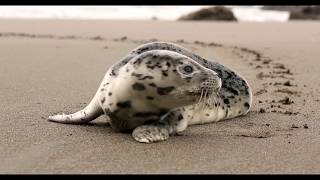 PHP 07 Introduction to Object-Oriented Programming | #MammothTech