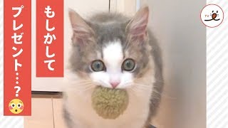 これプレゼントしようかにゃ💕 近づいてきた猫ちゃんまさかの行動😂 【PECO TV】