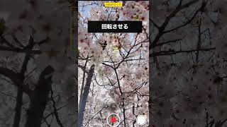 ひとりでも撮れる桜の撮り方 #桜 #iphone