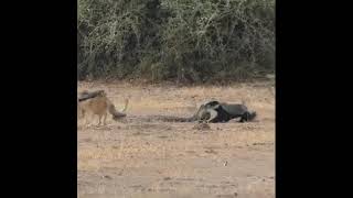 Python, Honey Badger \u0026 Jackal Fight Each Other 🔥