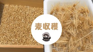 麦の収穫【麦茶】【イチバンボシ】【六条大麦】【手もみ脱穀】【家庭菜園】