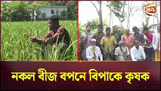 বরগুনায় নকল ধানের বীজ বপন করে বিপাকে অর্ধশত আমন চাষি | Borguna News | Fake rice seeds | Channel 24