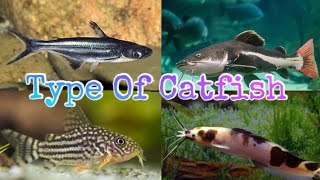 ලෝකයේ වෙසෙන විවිධ කැට්ෆිශ් වර්ග Types of catfish