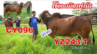 CY096 vs YZ243/1✔️สายต่าง สุดยอดพ่อโคจาก❗️โชคเนรมิตรฟาร์ม