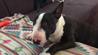 Funny Talking Tony Mini Bull Terrier