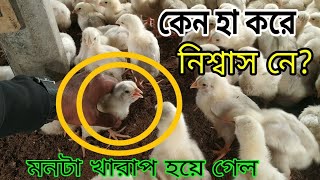 মুরগির বাচ্চা হা করে নিশ্বাস কেন নিচ্ছে? হঠাৎ এমন পরিস্থিতি দেখে মনটা ভালো নেই 😭 #পোল্ট্রি #মোরগ