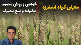 اسفرزه | اسپرزه | خواص اسفرزه | اسپغول | خارش پوست | درمان یبوست | درمان زخم روده | درمان سوزش ادرار