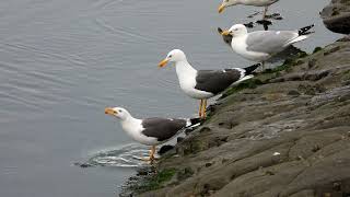 Lesser black-backed Gulls comparison with Herring Gull