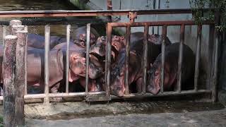 Hippos Breakfast Time 河馬早餐時間