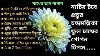 চন্দ্রমল্লিকা গাছের সম্পূর্ণ (A to Z)পরিচর্যা; Total Care of Chandramallika flower at Rooftop Garden