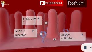 HOW SARS CoV2 GAINS ENTRY INTO THE AIRWAY EPITHELIUM | Shorts