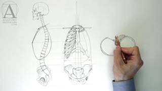 Human Torso Anatomy - Anatomy Master Class for figurative artists