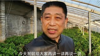 花中之王：牡丹协会秘书长为你解密牡丹的神奇之处 86