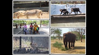 வண்டலூர் ஜூ சுத்தி பார்க்கலாம் வாங்க!/Vandalur Zoo vlog in tamil /Vandaloor zoo/Family Outing Vlog