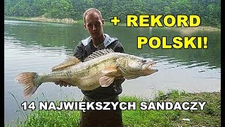 Sandacz rekord Polski + 14 największych sandaczy z zeszłego sezonu według WW