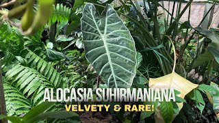 Alocasia suhirmaniana – The Rare Velvety Jewel of the Tropics! | Exotic Plant Deep Dive