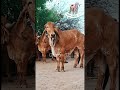 જય ગૌમાતા🐄🐄 જય દ્વારકાધીશ 🙏❣️ cow cows girlando animals gircalf bull