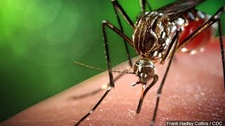 Lehigh Valley doctors on the lookout for West Nile virus