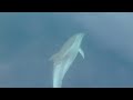 dolphin came up to our rental boat in rabac croatia