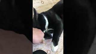 白黒猫🐱おいでざきちゃんtuxedo-cat