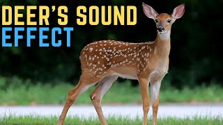 Deer Sound Effect- Antelope and Gazelle - Antelope Sounds