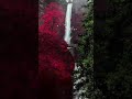 red trees with water fall