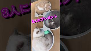 ひんやり猫鍋　暑さ対策　サイベリアンkitten siberian Neko-Nabe is an item that helps cats to get through the hot summer