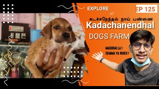 Vist to DOGS FARM kadachanendhal #madurai  நாய் பண்ணை for Dogs lovers