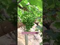 Techniques To Grow Beautiful Grapes #satisfying #shot