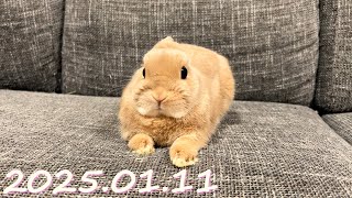 【朝からくっちゃね💤】毎日の45秒ひなちゃん🐰✨【2025.01.11のひな】[うさぎ]