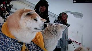 犬っこまつり2018