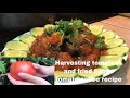 Harvesting tomatoes and delicious fried fish in tomato sauce recipe - Hái cà chua & cá chiên sốt cà