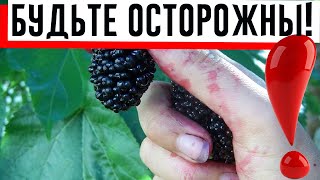 Как правильно есть шелковицу с пользой для здоровья!