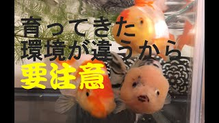 【失敗しました】金魚の飼育難易度、具体的にどう違う？［難］のらんちゅうと［易］のコメットを飼って知ったこと【＃４ 混泳の注意点】