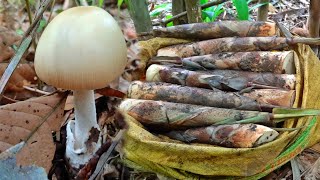 ลุยป่าใหญ่เก็บเห็ดหาหน่อไม้ไร่โคตรเยอะหน่อสวยมาก!!wild mushrooms