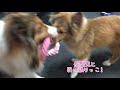 【シェルティ】新しいロープで遊ぶ🐾【おもちゃ】