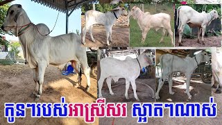 សកម្មភាពអាស្រីសរ លោតមេ មួយថ្ងៃៗគ្មានពេលសម្រាកសោះ ភ្ញៀវមកឥតល្ហែ!