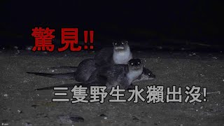 金門野生歐亞水獺(Lutra lutra)- 金門太湖水獺三隻出沒岸邊休息嬉戲Eurasian otters in Kinmen island