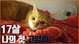 노묘 고양이 17살, 꼬맹이를 소개합니다(I introduce a 17-year-old old cat to you.)