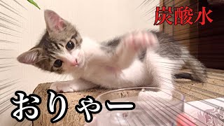 初めて炭酸水を見た結果こうなりましたwww【預かり保護猫】