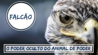 Significado do Falcão - O Poder Oculto do Animal de Poder! 2º Temporada #6