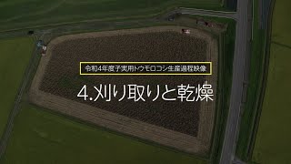 【涌谷町】新たな転作作物「子実用とうもろこし」の生産過程：4.刈り取りと乾燥