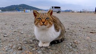 漁港の駐車場に猫がいたのでナデナデすると喜んで膝の上に乗ってきた