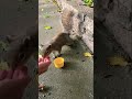 水を飲むリス cute squirrel drinking water shorts