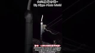 驚悚！大蟒蛇接觸高壓電瞬間~Horror! The moment a python comes into contact with high-voltage electricity~#搞笑#危險#動物