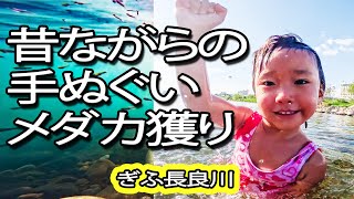 【異常猛暑】昔ながらの手ぬぐいメダカ獲り　#絶滅危惧種  　#４歳シュノーケル 　#清流長良川