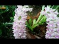 rhynchostylis retusa foxtail orchid fragrant species native to asia