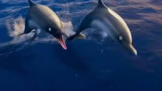 Finding Nemo communication chain