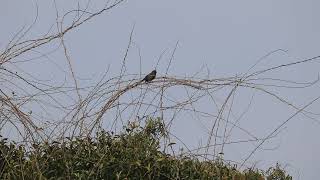 Blue-faced Malkoha in TG Halli Backwaters - Jan 2025